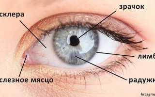 Анатомия глаза человека