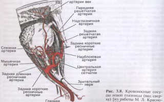 Центральная артерия сетчатки