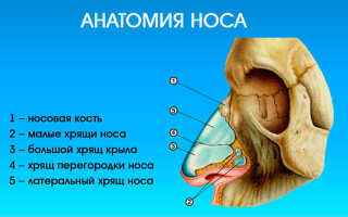 Признаки перелома носа