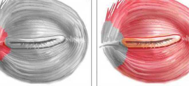 Функция круговой мышцы глаза и круговой мышцы рта